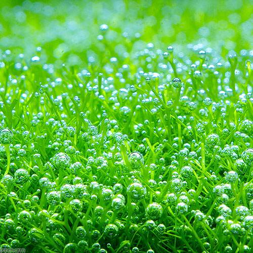 気泡が出やすい綺麗な水草一覧 | アクアリウムの始め方