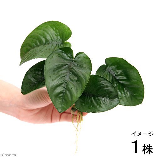 (水草)アヌビアス バルテリー バタフライ (約18cm〜25cm)(1株)