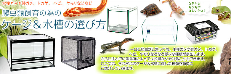 爬虫類飼育の為のケージ＆水槽の選び方|チャーム