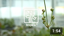 Tropica, the movie