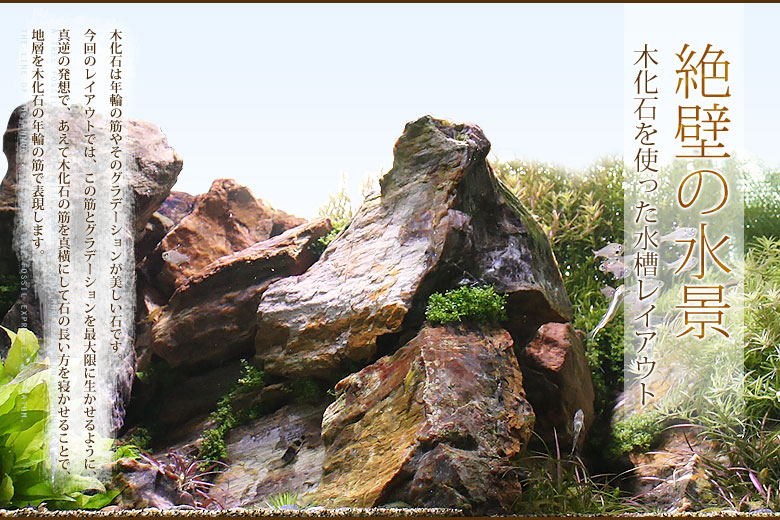 絶壁の水景 木化石を使ったレイアウト