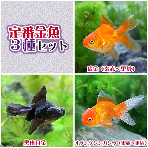 （国産金魚）定番金魚３種セット（各１匹）