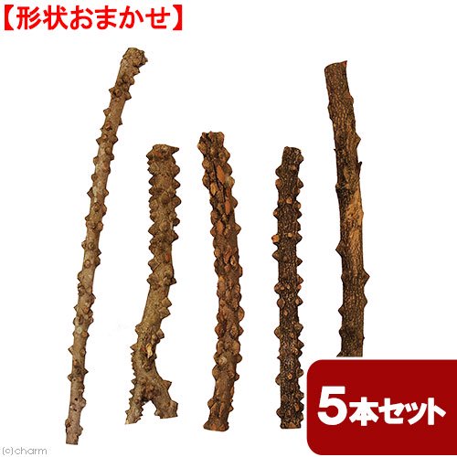 形状お任せ 山椒の木 細枝 ロング ５本セット ＤＩＹ素材 インテリア用 レイアウト素材