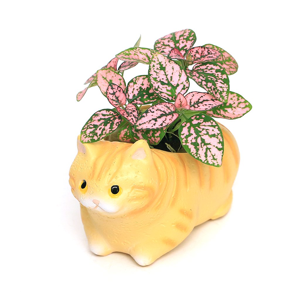 （観葉植物）おまかせミニ観葉 くつろぎ猫 マンチカン（１セット） 鉢植え おしゃれ 室内 プレゼント