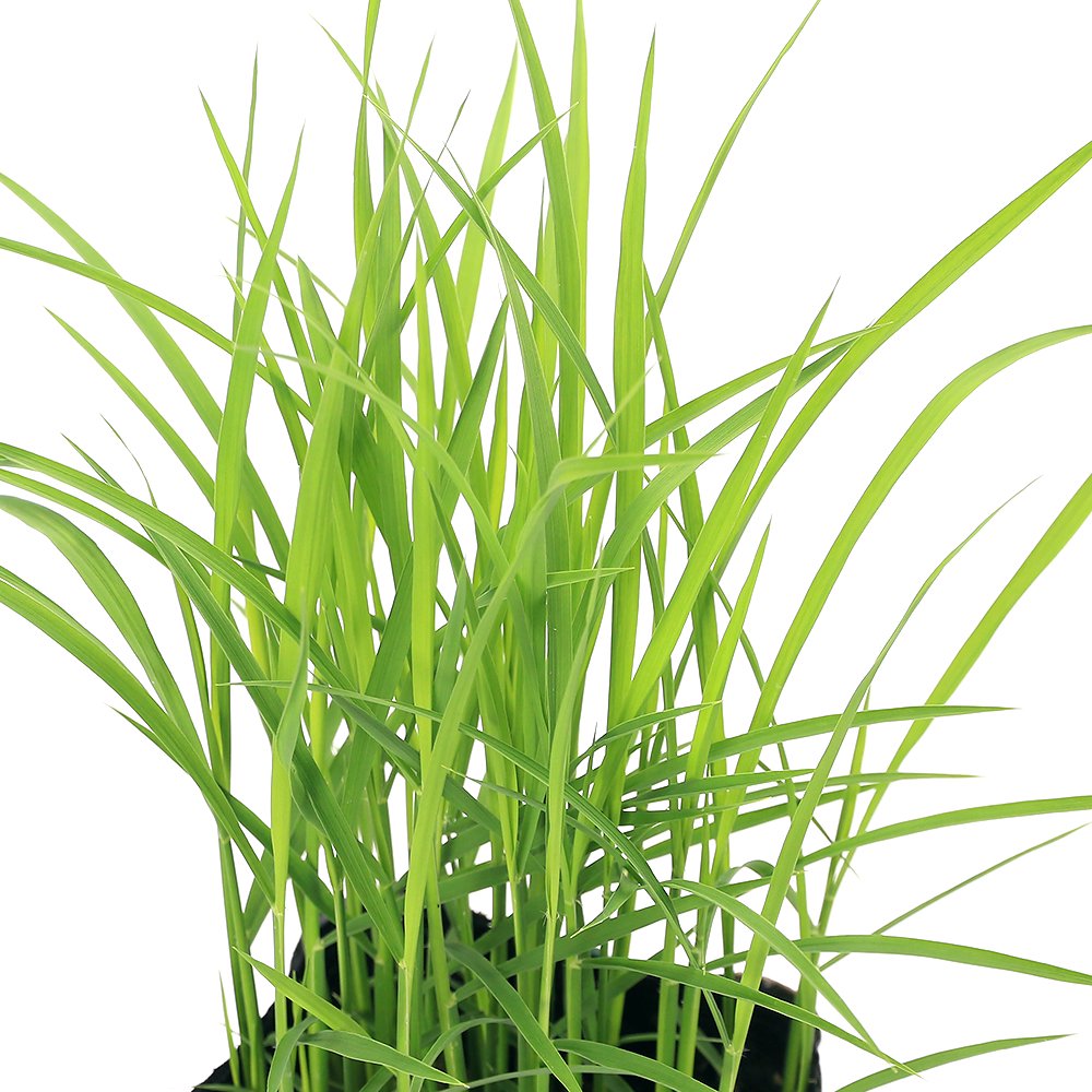 （ビオトープ）水辺植物 お米の苗 古代米 翠米（アクネモチ）緑米 ３号（１ポット）観賞用稲 自由研究 もち米