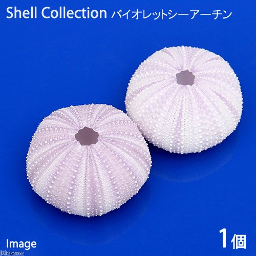 貝殻 シェルコレクション バイオレットシーアーチン １個 形状お任せ